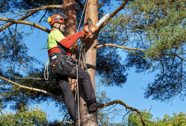tree trimming york pa