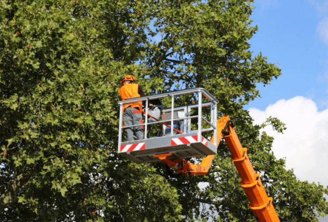 tree trimming East Prospect pa