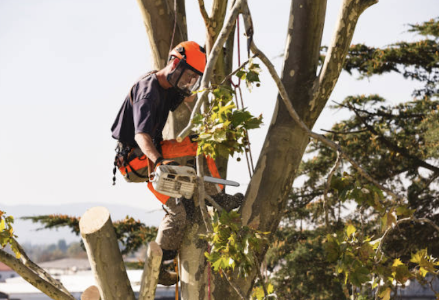tree removal york
