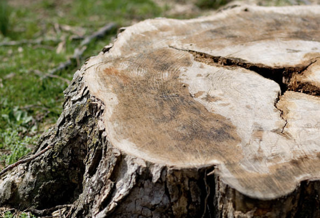 stump grinding East Prospect pa